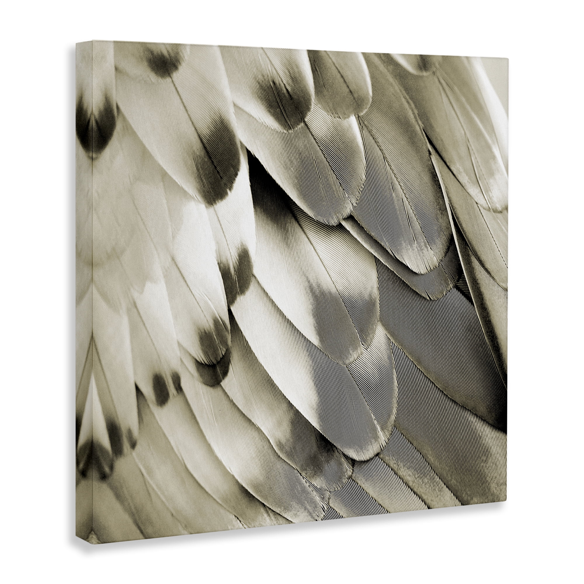 Stupell Industries Sleek Wing Feathers Animals Painting Wrapped Canvas Art Print Wall Art, 24 x 24