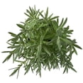 thumbnail image 2 of planta calibrachoa 5", 2 of 6