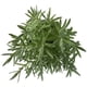thumbnail image 2 of planta calibrachoa 5", 2 of 6