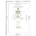 thumbnail image 5 of Art.com Anterior View of Human Skeletal System, with Labels Art Print by Stocktrek Images, White Frame Wall Art, 17" x 23", 5 of 5