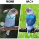 thumbnail image 4 of Arnés de pájaro ajustable con correa de 80 pulgadas, kit de vuelo al aire libre, cuerda de entrenamiento para pájaros, loros, cacatúas, 4 of 4