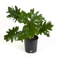 thumbnail image 7 of United Nursery Live Philodendron Selloum Plant 24-30 inches Tall in 9.25 inch Grower Pot, 7 of 7