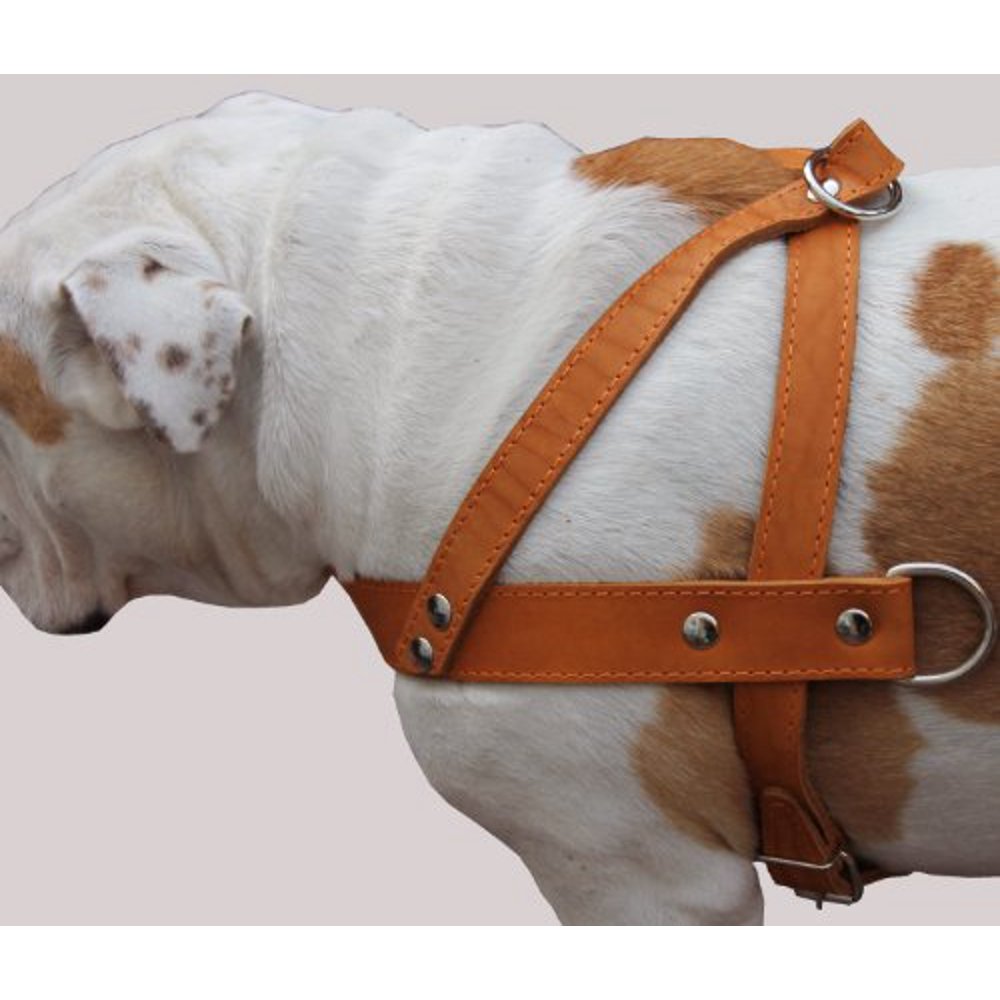 Tan Leather Dog Pulling Walking Harness Large. 31'35' Chest, 1.5' Wide Straps