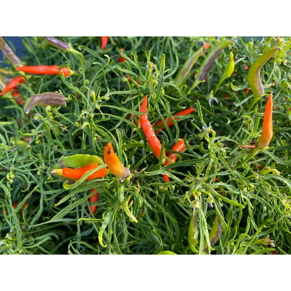 Orange Candlelight Mutant Rare Wire Leaf Hot Pepper (5 Seeds Packet)