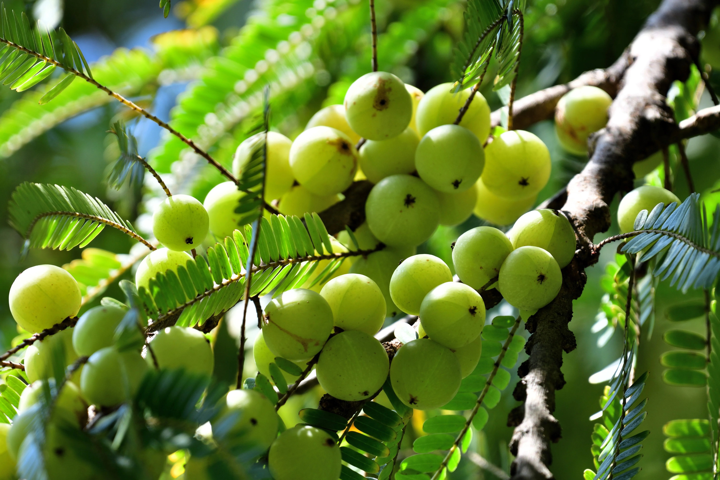 10 INDIAN GOOSEBERRY Phyllanthus Emblica Emblic Edible Fruit Tree Seeds - image 5 of 10