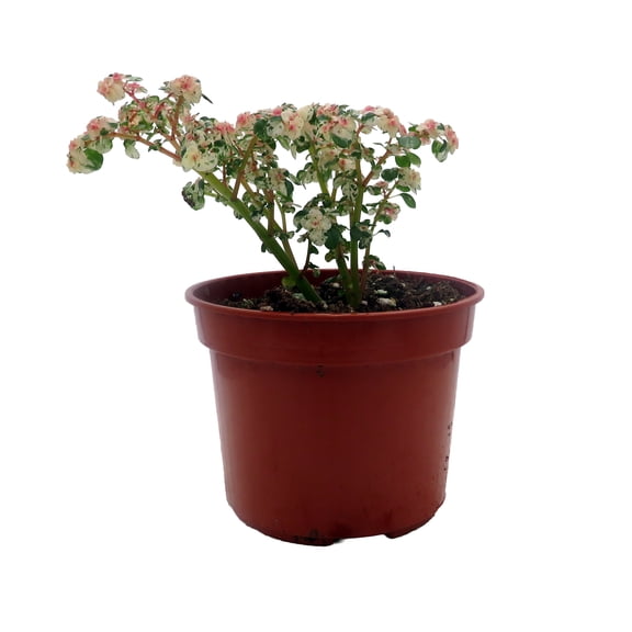 Snow Capped Artillery Plant - Pilea microphylla - Rare - 3.7" Pot
