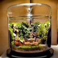 thumbnail image 2 of Micro-Landscape Glass Terrarium with Dew Collection Cover, Bonsai Vase Glass Microscopic Landscape Ecological Bottle S, 2 of 5