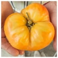 thumbnail image 2 of Everwilde Farms - 1 lb Kelloggs Breakfast Heirloom Tomato Seeds - Gold Vault Bulk Seed Packet, 2 of 3