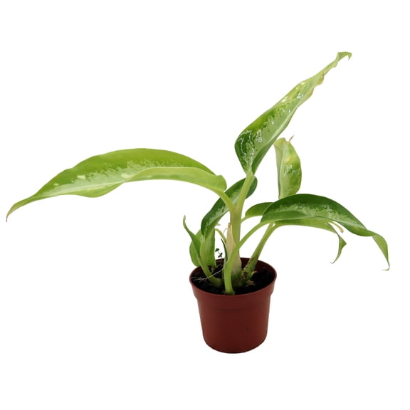 Panther Dieffenbachia - 2.5" Pot - Very Durable
