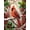 Cardinal Carols, variant on Springbok 500 Piece Together For Christmas Jigsaw Puzzle for Adults