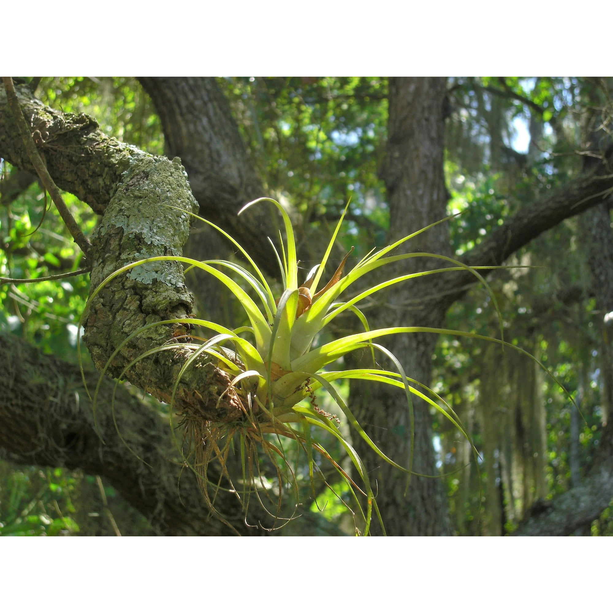 10 GIANT AIR PLANT Tillandsia Utriculata Bromeliad Spreading