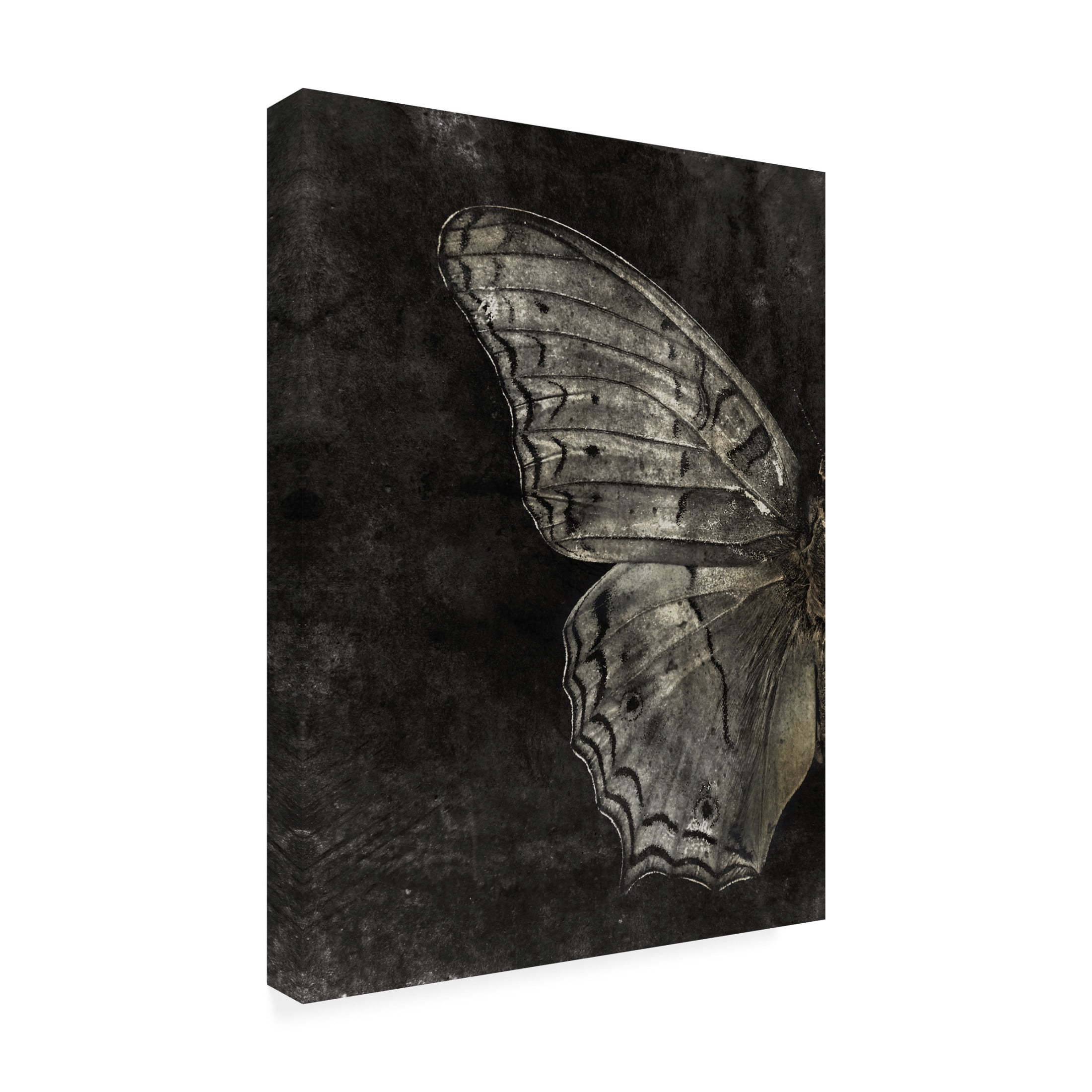 Canvas Wall Art - Tom Quartermaine 'Grunge Butterfly' Wall Art for Living Room, Bedroom, or Office Décor by Trademark Fine Art - 24 x 32 Inches