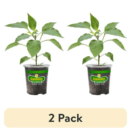 (2 pack) Bonnie Plants Anaheim Pepper 19.3 oz.
