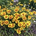 thumbnail image 2 of LI'L BANG™ Enchanted Eve Coreopsis Tickseed Perennial Plant - Quart Pot, 2 of 2