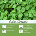 thumbnail image 4 of Set 2 Cuban Oregano Live Plant 4 to 5 Inch, Fragrant Cuban Oregano Seedling for Planting, Herb Plants Indoor Outdoor, 4 of 5