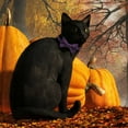 thumbnail image 5 of FYTPOV Halloween Cat Collar with Bow Tie and Bell, Adjustable Pet Collar for Dogs Puppy Cats, Halloween Elemental Printed Dog Collar, Pet Supplies, 5 of 5