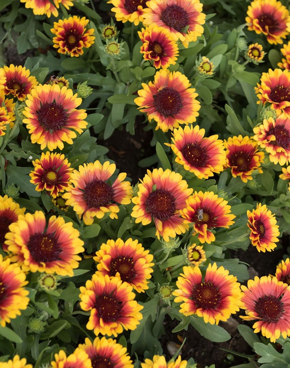 SpinTop™ Red Starburst Blanket Flower Gaillardia Live Plant 2.5
