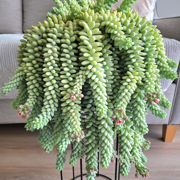 Donkey's Tail Sedum Plant 4" Pot, Trailing Succulent Live Plant, Indoor Houseplant
