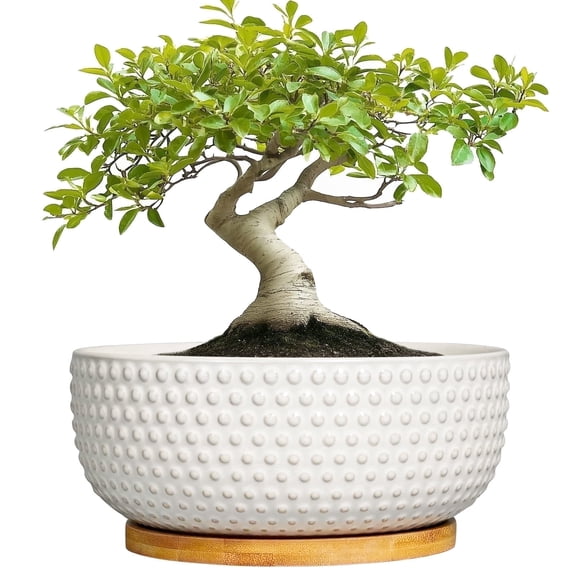 Ordivic 8 inch Off-White Shallow Ceramic Bonsai Planter with Drainage Hole & Saucer, Round Plant Pot for Succulents Cacti Mini Orchids, Minimalist Indoor Tabletop Home Decor
