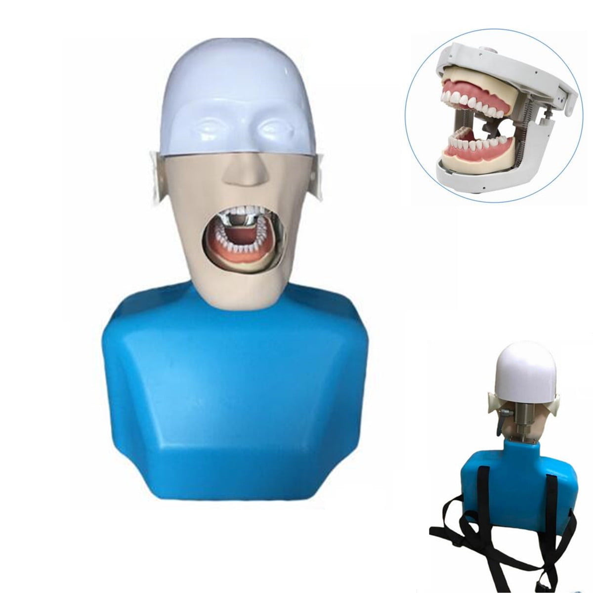 Simulator Manikin Phantom LifeSize w/ Teeth Model Training for