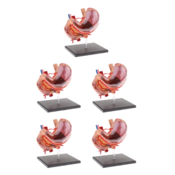 Vogacara 2:3 Human Human Stomach Pancreas with Model Study Internal Organs Anatomy Type2 NO2