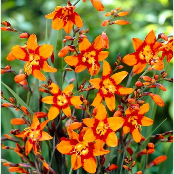 40 Orange Crocosmia Bulbs, Perennial Crocosmia Flower Bulbs for Planting, Flowering Perennial