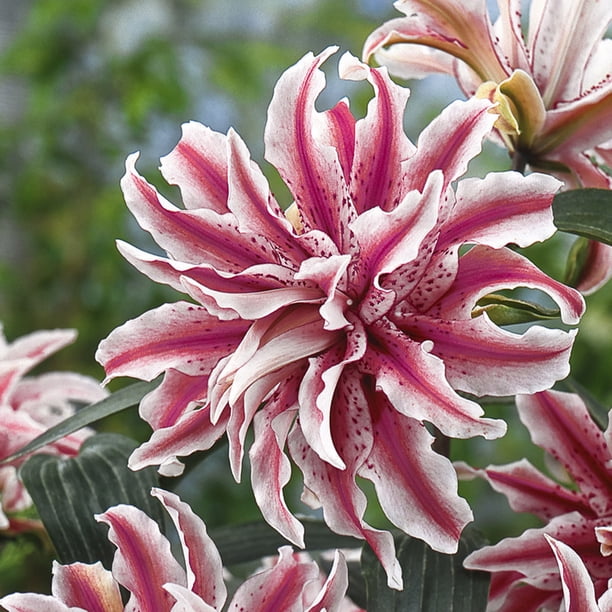 Van Zyverden Rose Lilies Magic Star Set Of 7 Bulbs Walmart Com Walmart Com