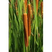 Seedville 50 Cattails Flower Seeds, Water Pond Grass