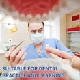 thumbnail image 5 of Dental Model Set with 32 Removable Teeth Pieces for Typodont Practice, 5 of 5