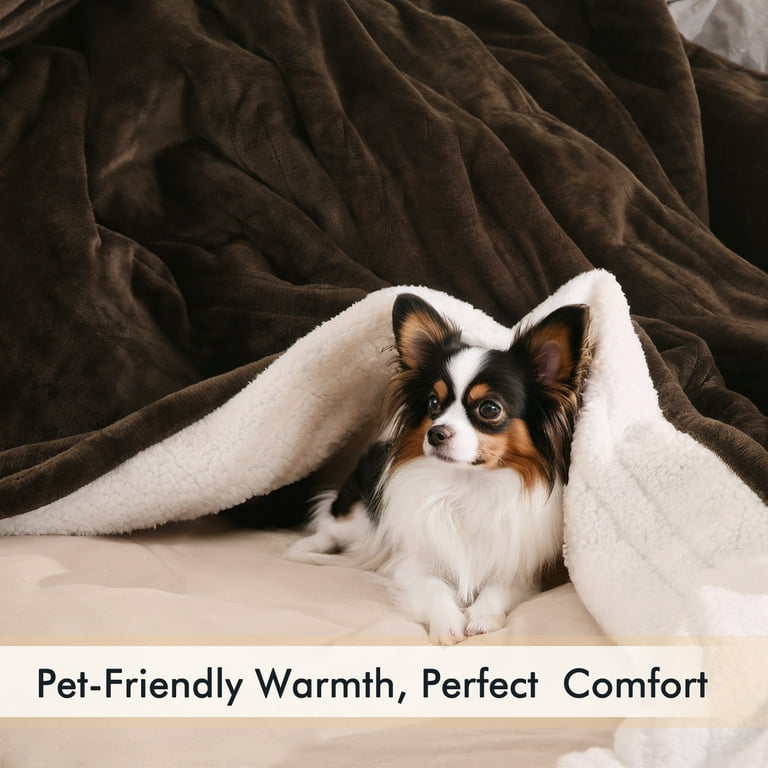 Biddeford heated blanket preheat new arrivals