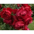 Bloomables 2 gal Rose Arborose Florentina Live Shrubs - Walmart.com