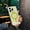 Green, variant on Allytechgroup Magnetic Glitter Case for iPhone 12 Pro Max, Compatible with Mag-safe Anti-Yellowing Slim Lightweight Shockproof Rugged Heavy Duty Durable Cover Case for iPhone 12 Pro Max, Yellow
