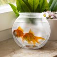 thumbnail image 3 of Tineasur 1Pcs Clear Fish Bowls Integrated Design For Living .0*9.3*9.3in, 3 of 8