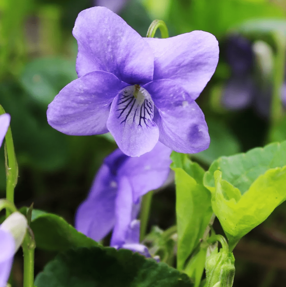 Violets Blue Live Plants Houseplants, Blue African Violet Flower 4 Inches Pot, Live Plant Indoor Ready to Grow Your Garden, African Violet Flowers, 3-5 Inch Pot