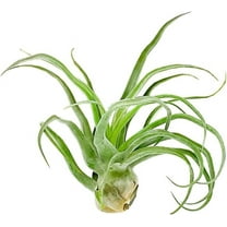 ragnaroc Live Air Plants - Tillandsia Streptophylla Jumbo – 1 count 5-9 inches – Ideal for gifts & presents, live indoor plants & live house-plants – live plants for home décor, 30 Day Guaranteed