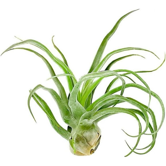 ragnaroc Live Air Plants - Tillandsia Streptophylla Jumbo – 1 count 5-9 inches – Ideal for gifts & presents, live indoor plants & live house-plants – live plants for home décor, 30 Day Guaranteed