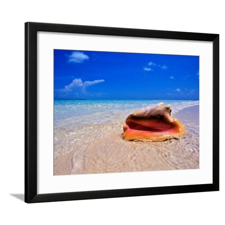 Conch at Water's Edge, Pristine Beach on Out Island, Bahamas Framed Print Wall Art By Greg