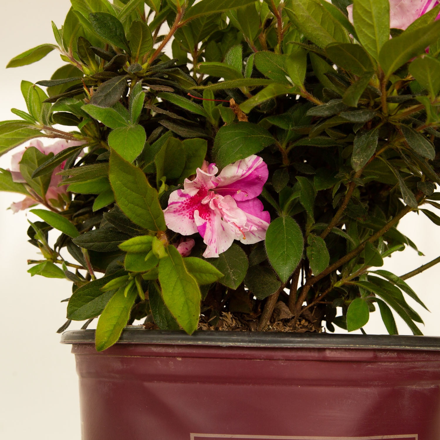 Encore Azalea Autumn Twist (3 Gallon) Purple and Pink Flowering Shrub - Full Sun Live Outdoor Plant