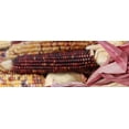 thumbnail image 3 of Wampum Ornamental Native Corn Seeds/ Annual/ Full Sun/ 125 Seeds 1 oz/ Zellajake Farm and Garden- M6, 3 of 5