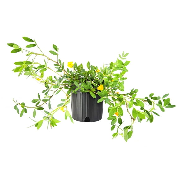 Ornamental Peanut Grass | 1 Large Gallon Size Plant | Arachis glabrata | Drought-Tolerant Ground Cover | Low-Maintenance Lawn Alternative