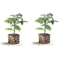thumbnail image 2 of Supersweet Cherry Tomato Seedlings for Growing - Approx 4-6 Inches Tall (2 Plants), 2 of 5