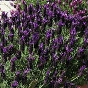 2.5qt Lavender Javelin