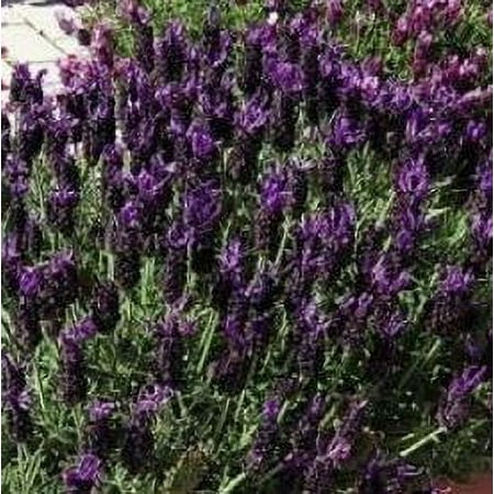2.5qt Lavender Javelin