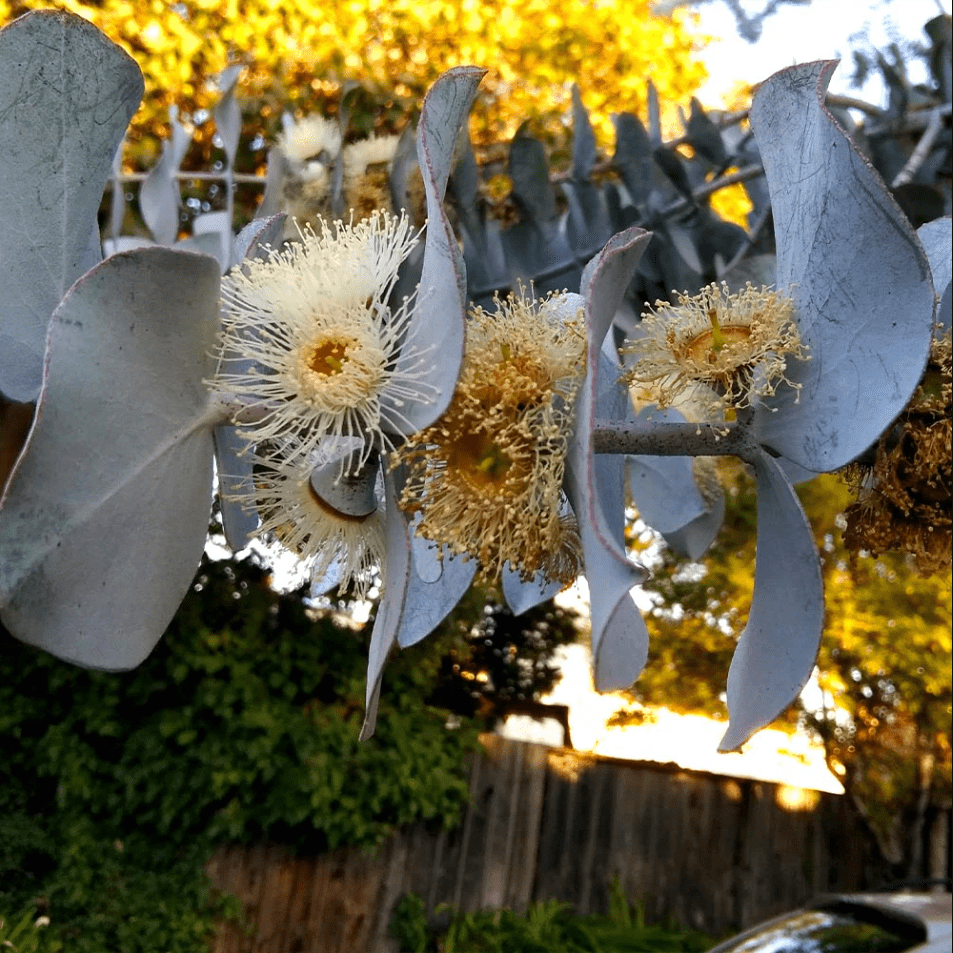 Eucalyptus Silver Dollar Plant Live for Planting, Silver Dollar Plant Indoor Outdoor, Fragrant Eucalyptus, Baby Blue Eucalyptus Plant, 6-8 Inch Tall, 5 Inch Pot