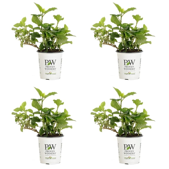 Proven Winners ColorChoice 5" Invincibelle Wee White Smooth Hydrangea Live Plant in 4.5" Pot (4 Count)