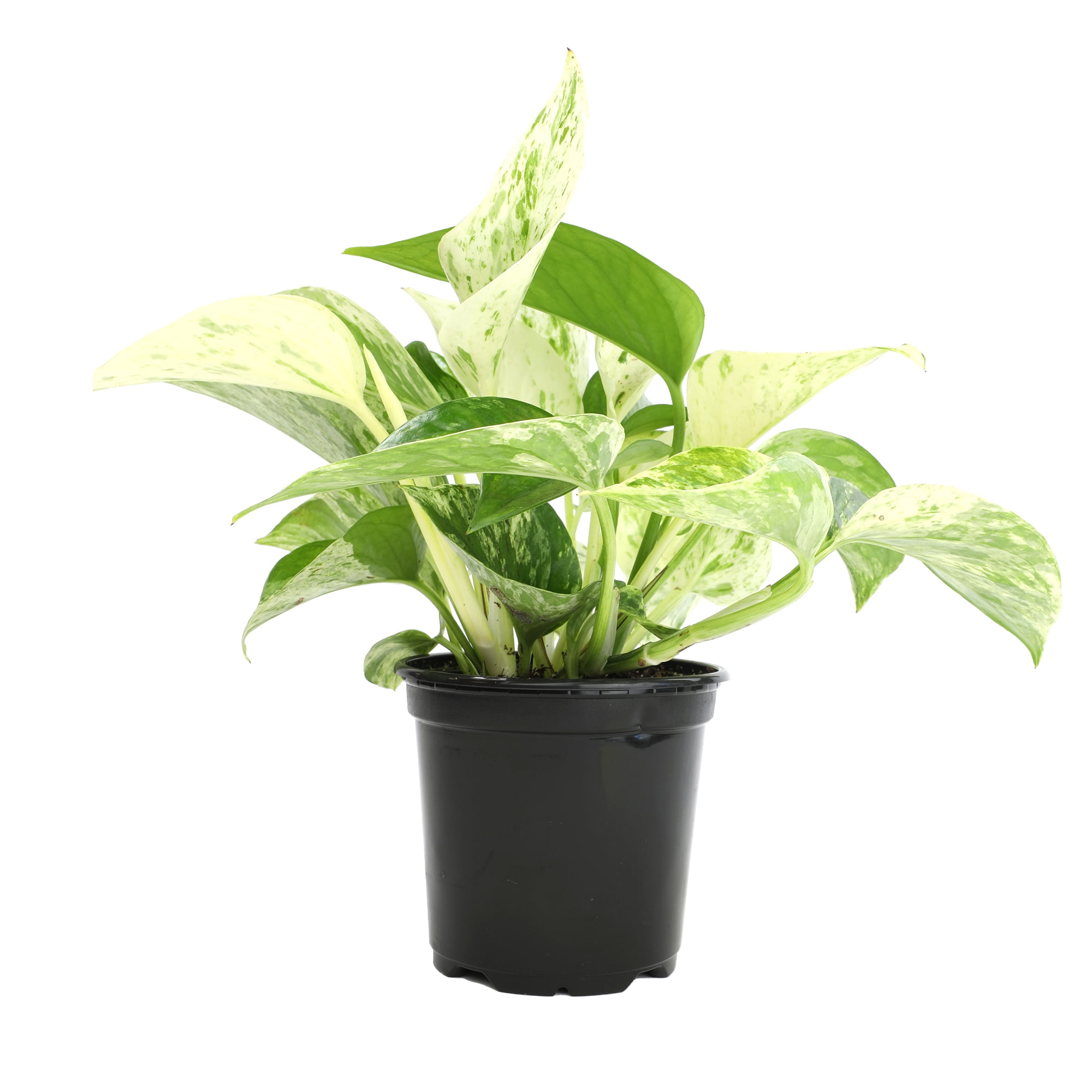 Marble Queen Pothos Plant & Black Grow Pot | Easy Houseplant | Filtered Sun | Element by Altman Plants