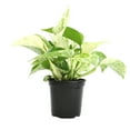 thumbnail image 7 of Marble Queen Pothos Plant & Black Grow Pot | Easy Houseplant | Filtered Sun | Element by Altman Plants, 7 of 7