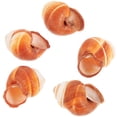 thumbnail image 1 of 5pcs Cocresores de la cocina conchas de cocción Accesorios para cocinar conchas de caracol., 1 of 8