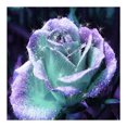 thumbnail image 1 of Wdftyju 5D DIY Diamond Painting Kits Full Square Drill Shinning Rose Mosaico Imagen de pared Wdftyju 7ec2su2pn7pf1nt2, 1 of 9