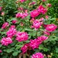 thumbnail image 4 of The Knock Out® Family of Roses 'The Pink Double Knock Out® Rose' Live Shrub in 2-Gallon Grower Pot, 4 of 12